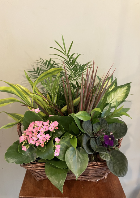 Blooming Garden